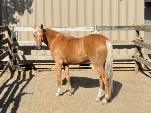medium pony hunter medium pony hunter