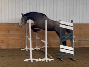 freejump freejump