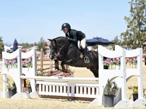 large pony for sale large pony for sale