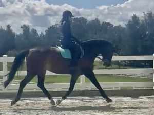 dressage horse for sale dressage horse for sale