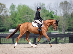 Trot Trot