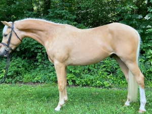 Magic Dragon welsh cob pony