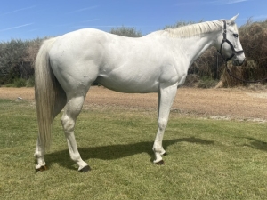Betty 2012 mare Betty 2012 mare