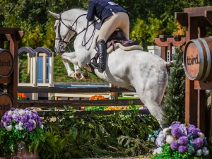 Westminster's North Star, 9 yo Dutch Warmblood