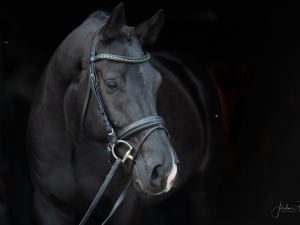 black KPWN dressage horse