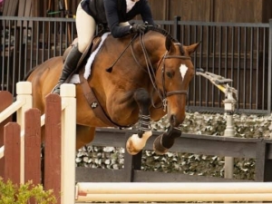 Pop Up - 2015 gelding 17'1. Pop Up - 2015 gelding 17'1.