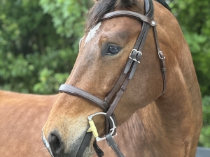 Bridle Bridle
