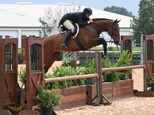 Westminster's Coquette Carmen 2019 Hunter Westminster's Coquette Carmen 2019 Hunter