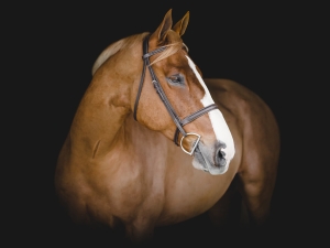 0f9a3532-edit.jpg 0f9a3532-edit.jpg