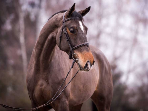 Cortessa listed by German Horse Center