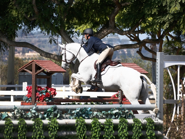 Elegante, shown by Greg Solente in the Performance Hunters, Imported 7 yr old Holstiener,