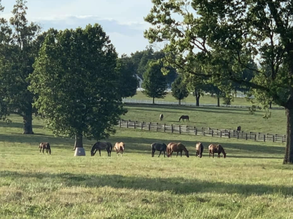 Two herds seen grazing in their respective fields. Photo: Stone Columns Stables