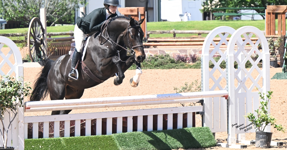 Westminster's Cointreau Z, 6yo Zangersheide 16h Small Hunter