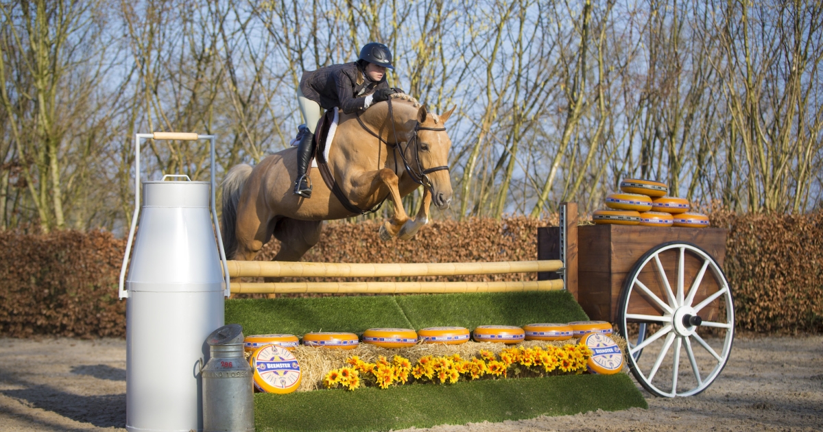 Gold Digger Z – Dutch Sport Horse Sales